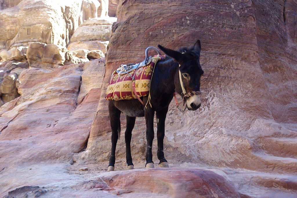 IMGPb1006.JPG - Petra transportation