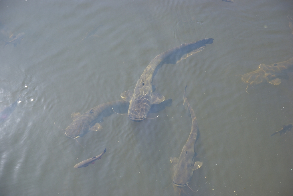 IMGP7456.jpg - A halakat nemigen bántja a sugárzás. Horgászok híján a harcsák két méteresre nőnek. Fish don't mind the radiation. Catfish grow to two meters here with nobody fishing them.