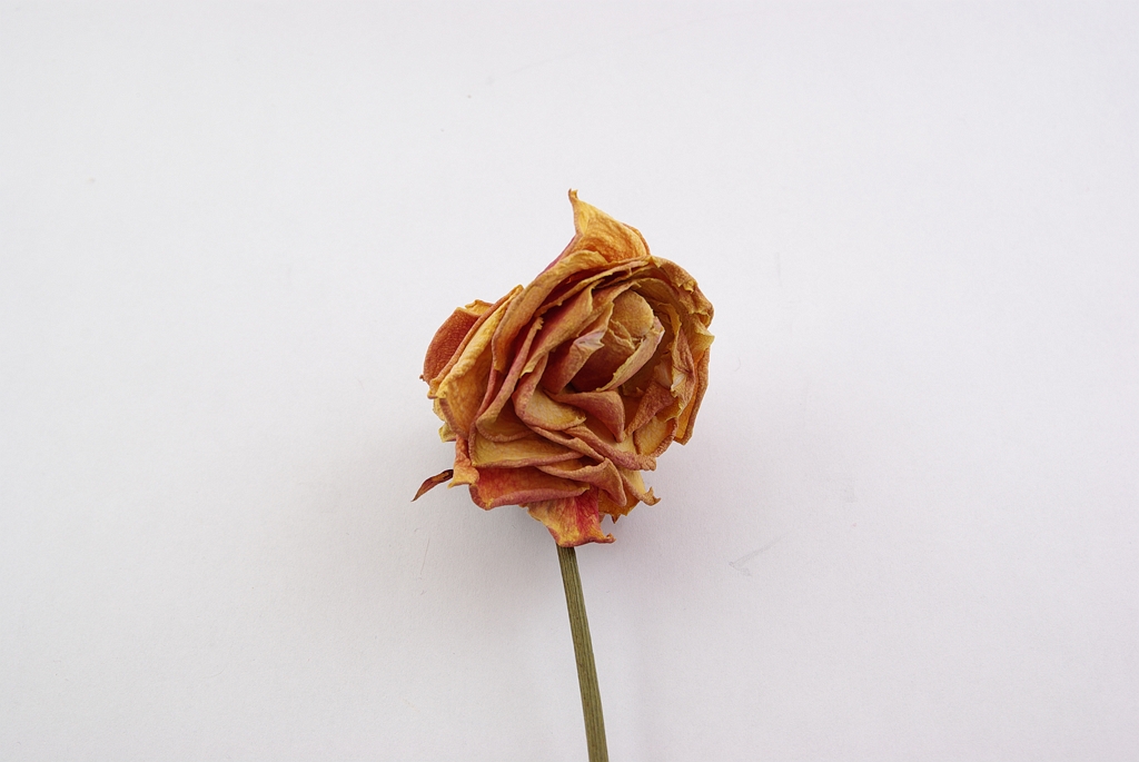 IMGP5730.JPG